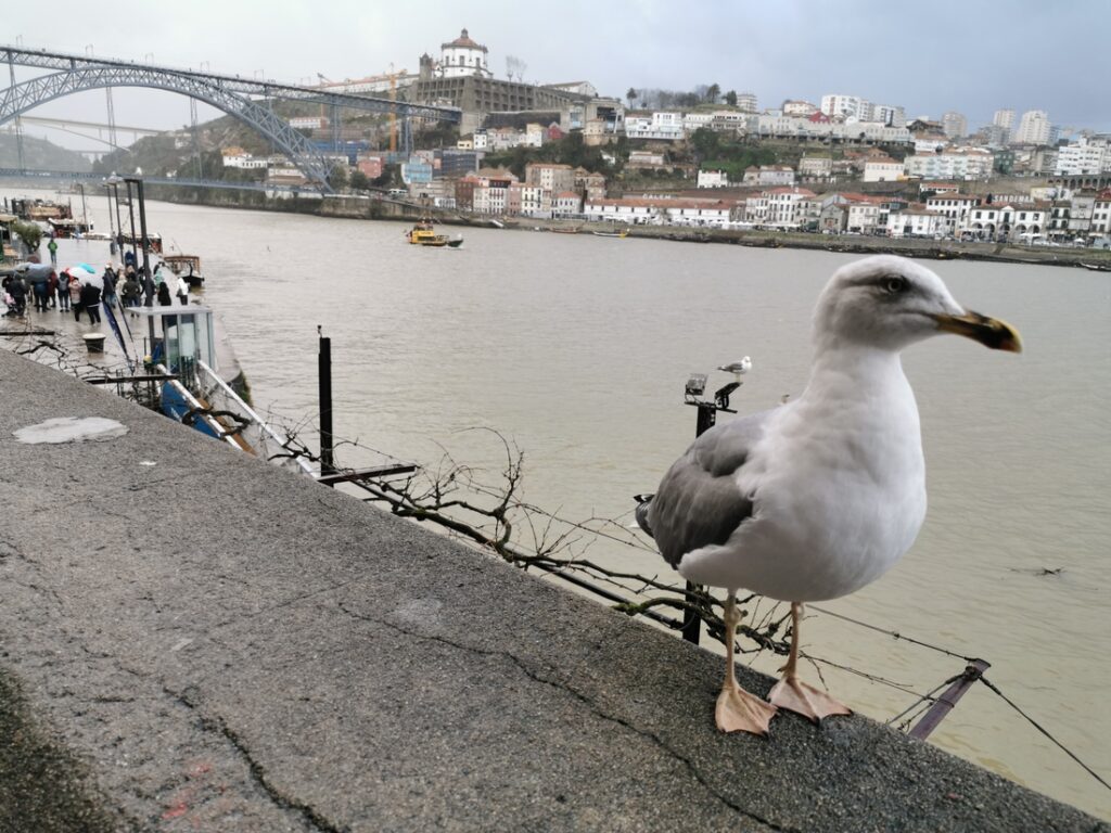 Seagulls on the Douro
