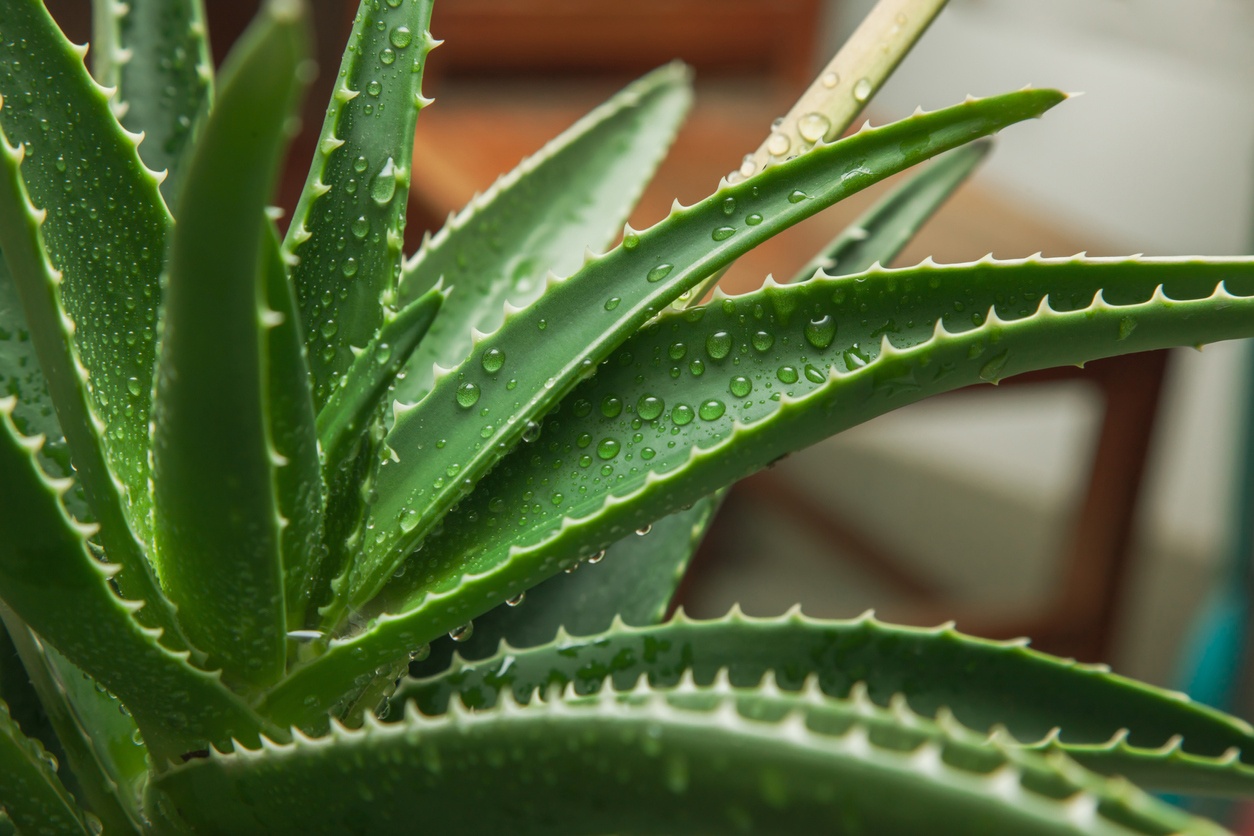 Aloe vera