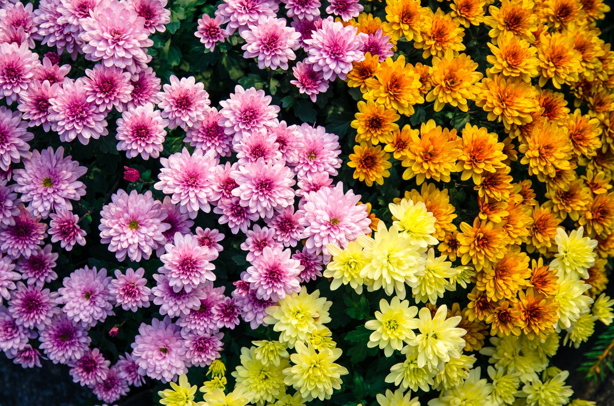 Chrysanthèmes