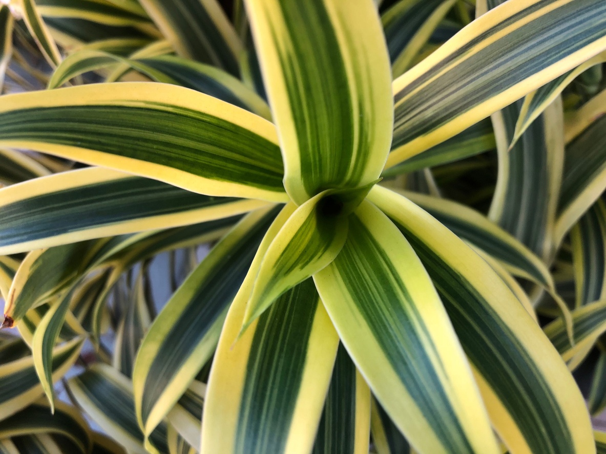 Dracaena de Madagascar