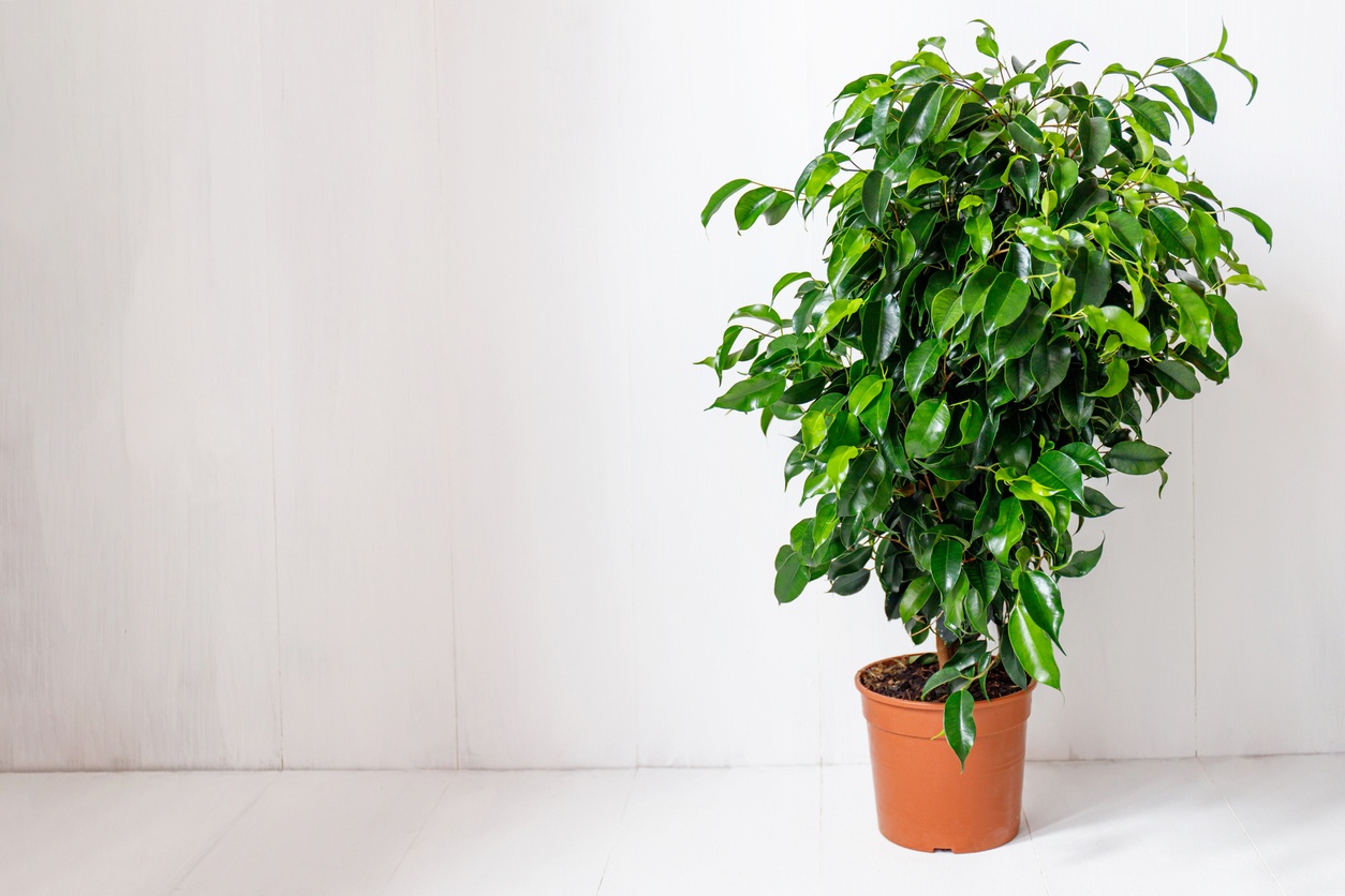 Ficus benjamina