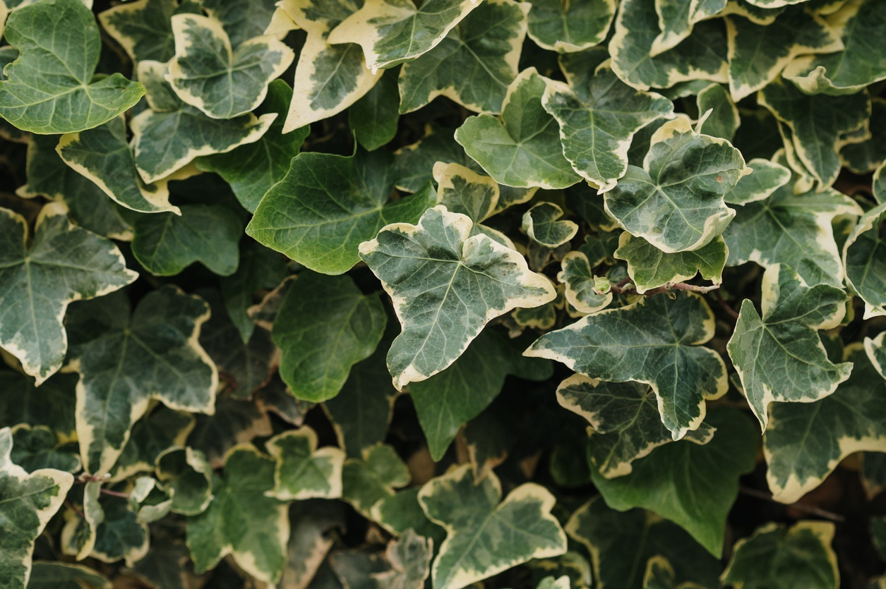 Hedera