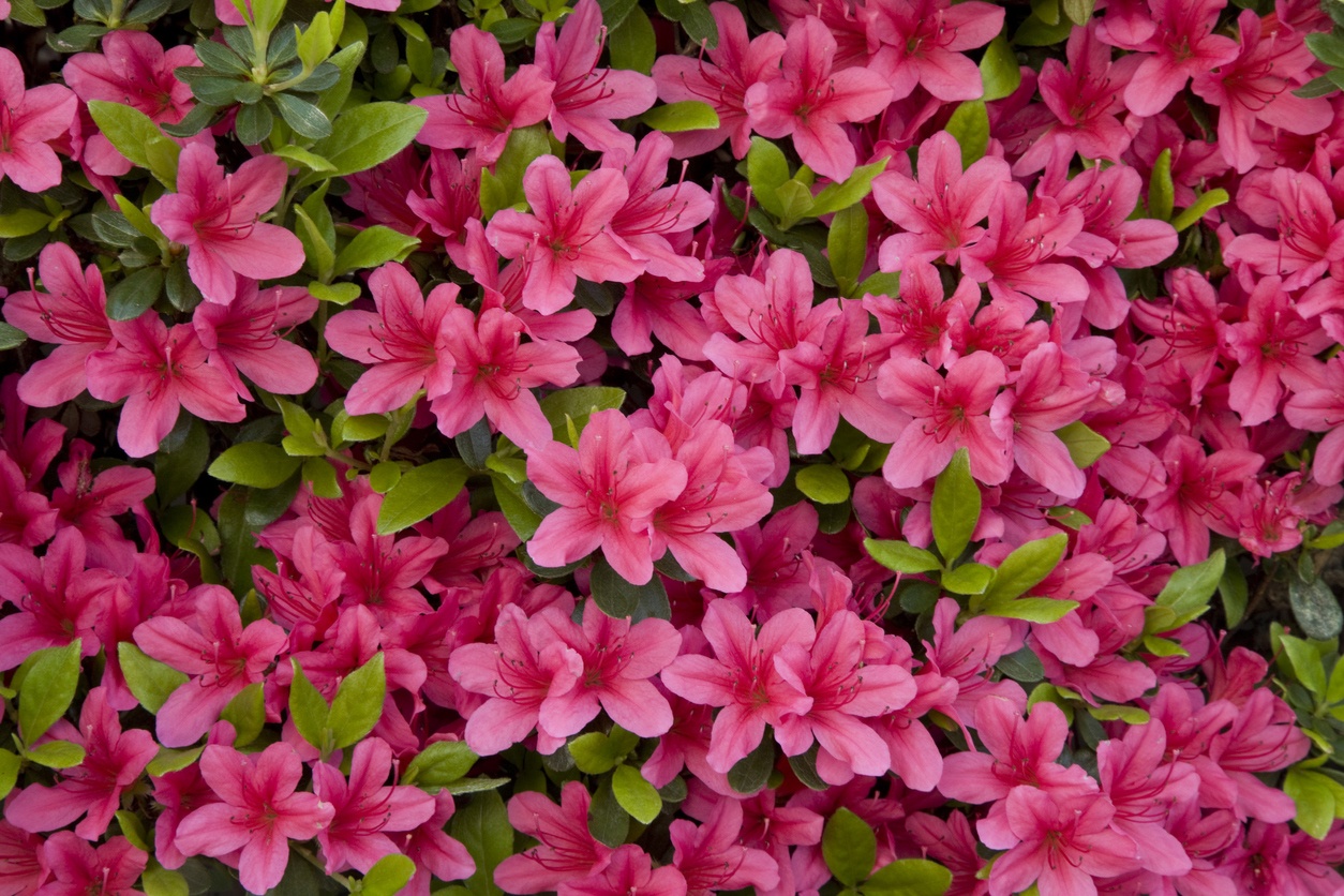 Azalea