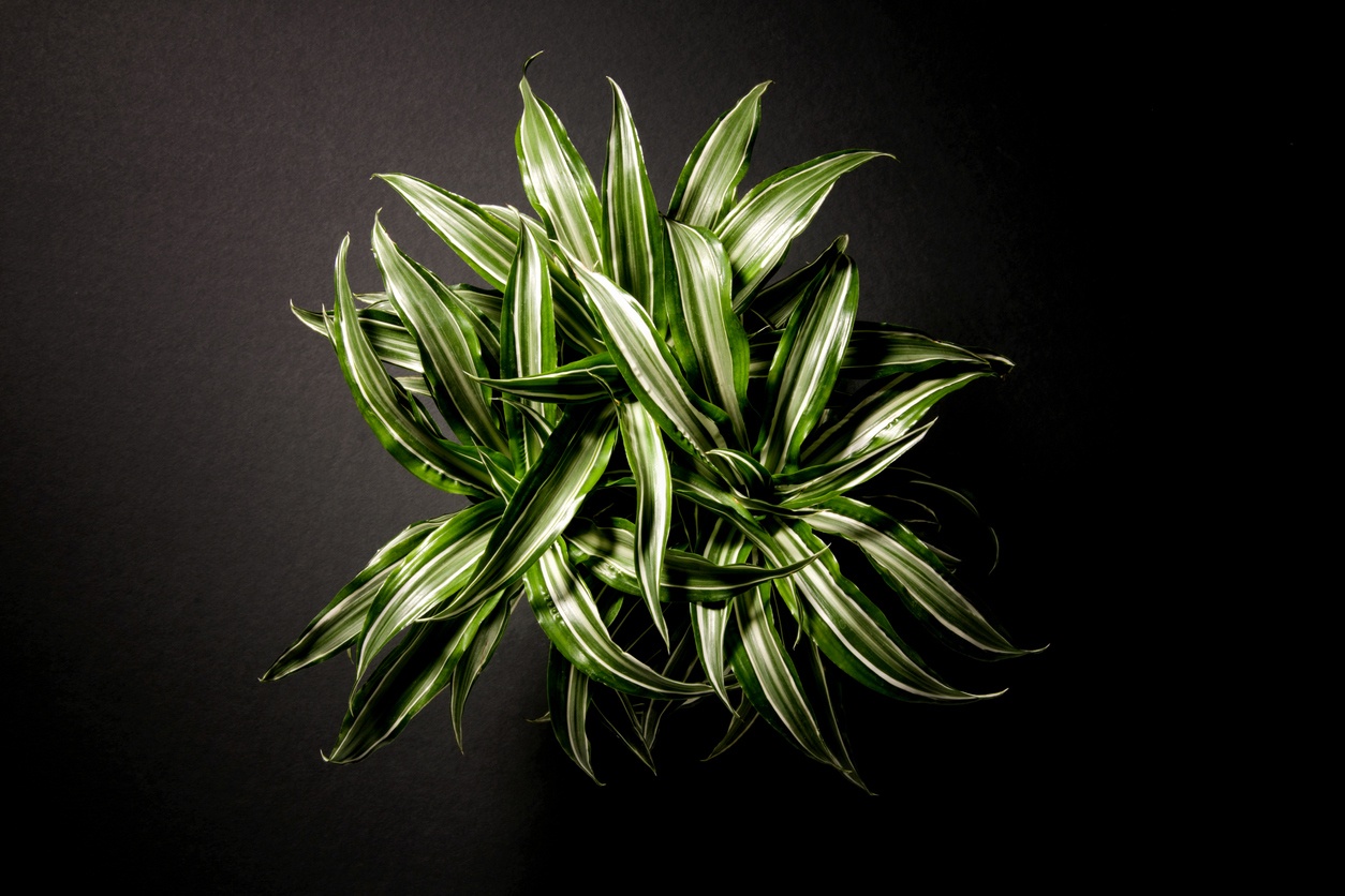 Dracaena