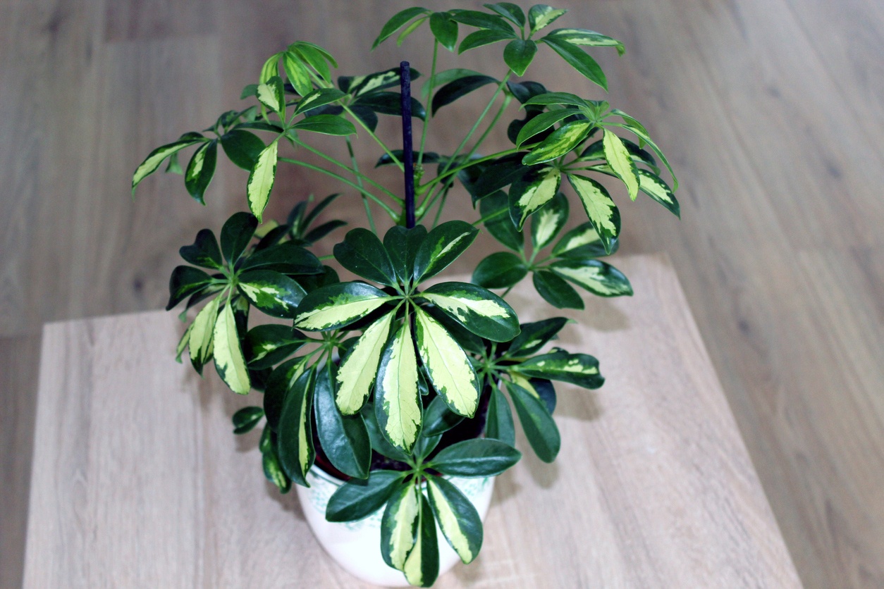 Schefflera 