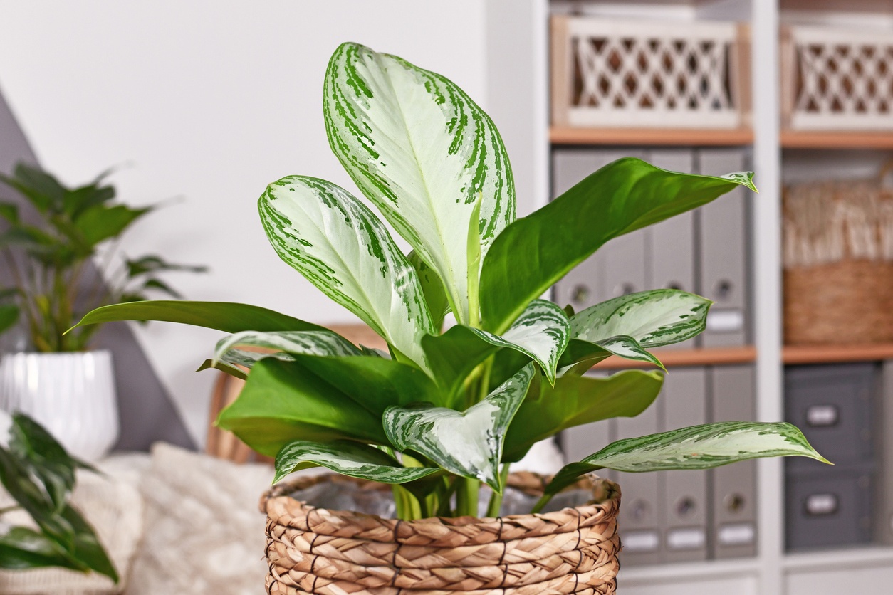 Aglaonema