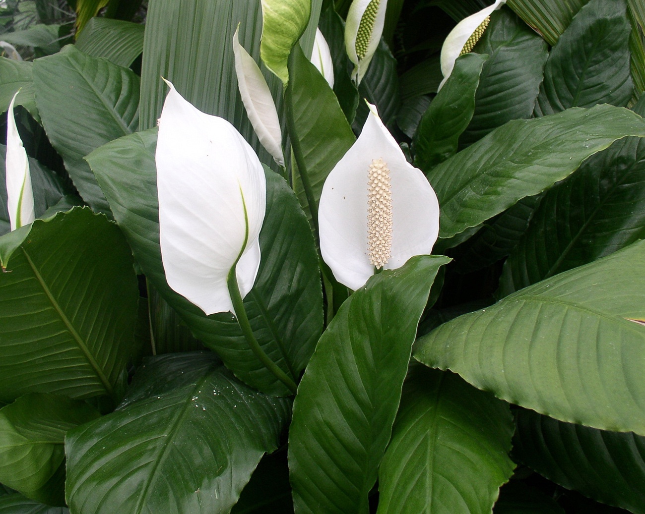 Peace lily