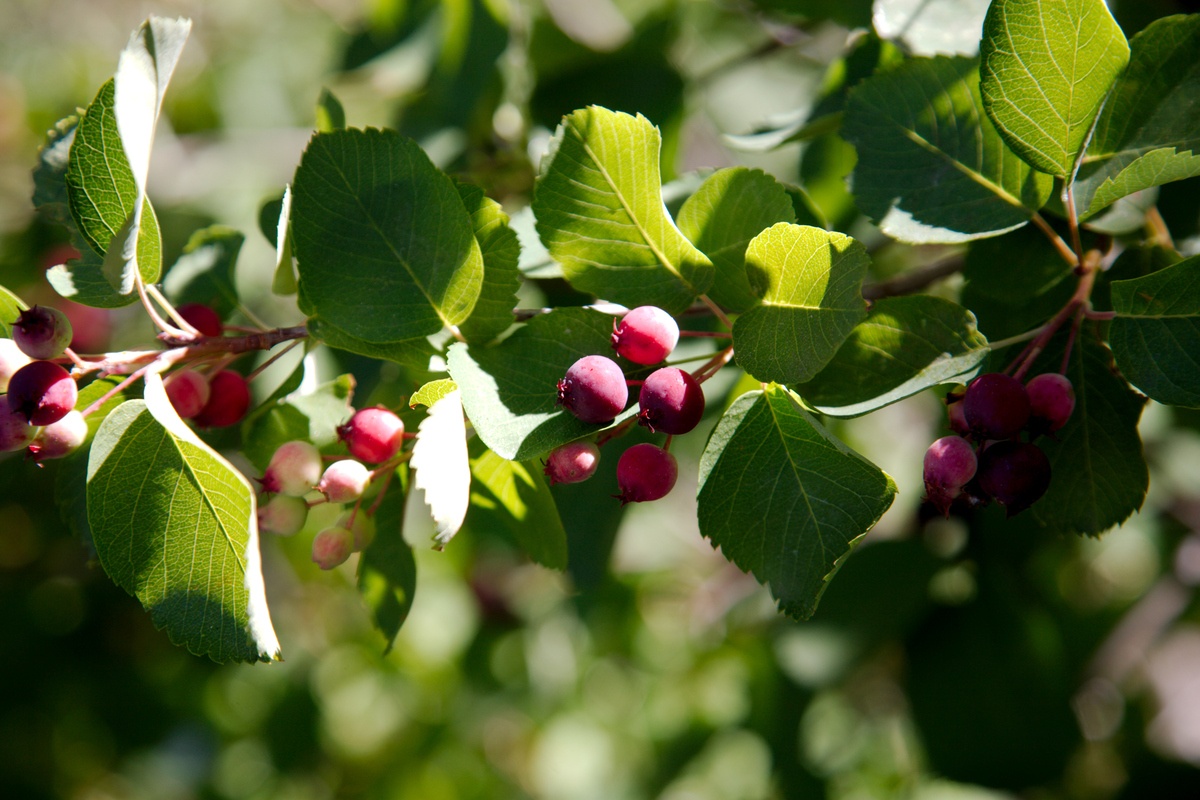 Bayas de saskatoon