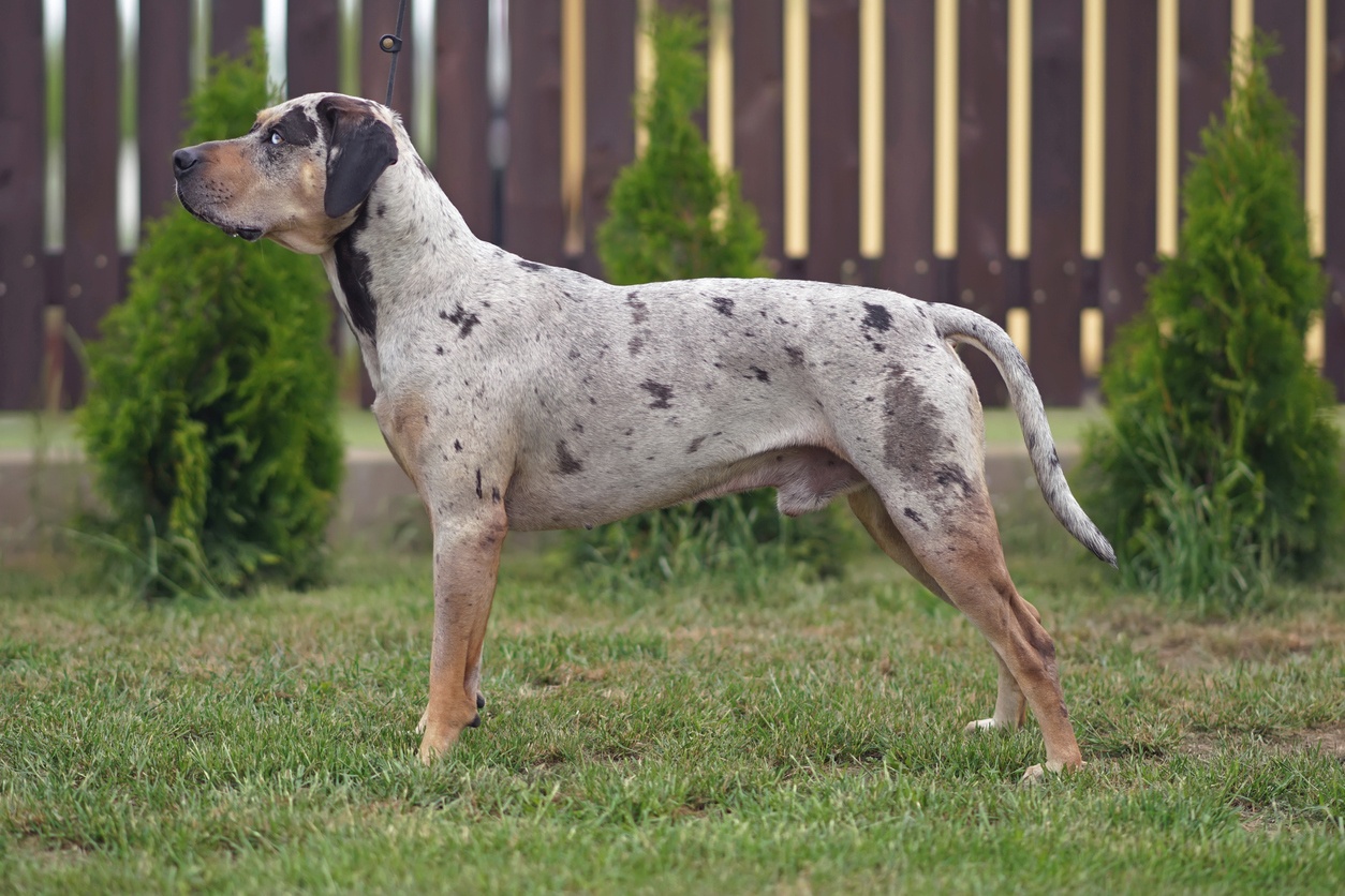 American Leopard Hound