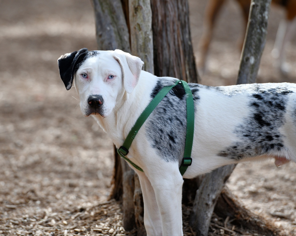 American Leopard Hound