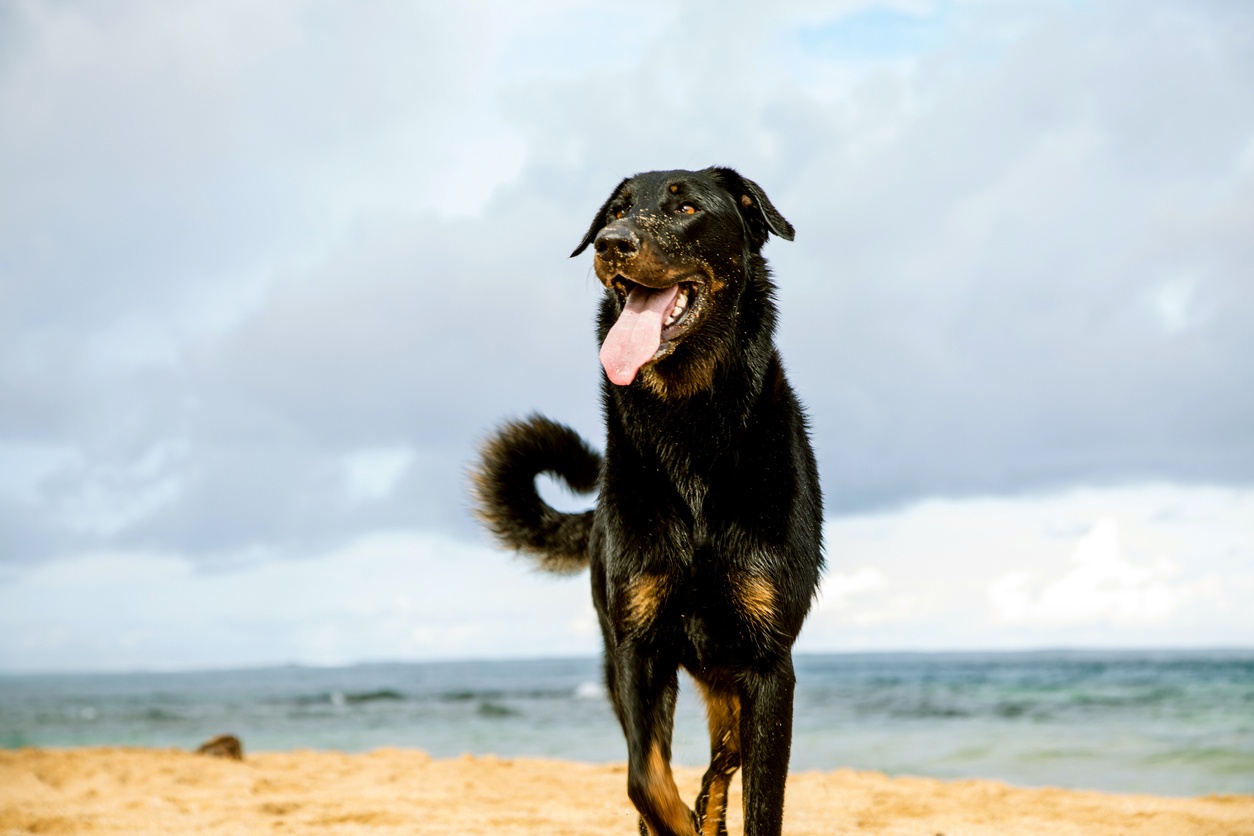 Beauceron