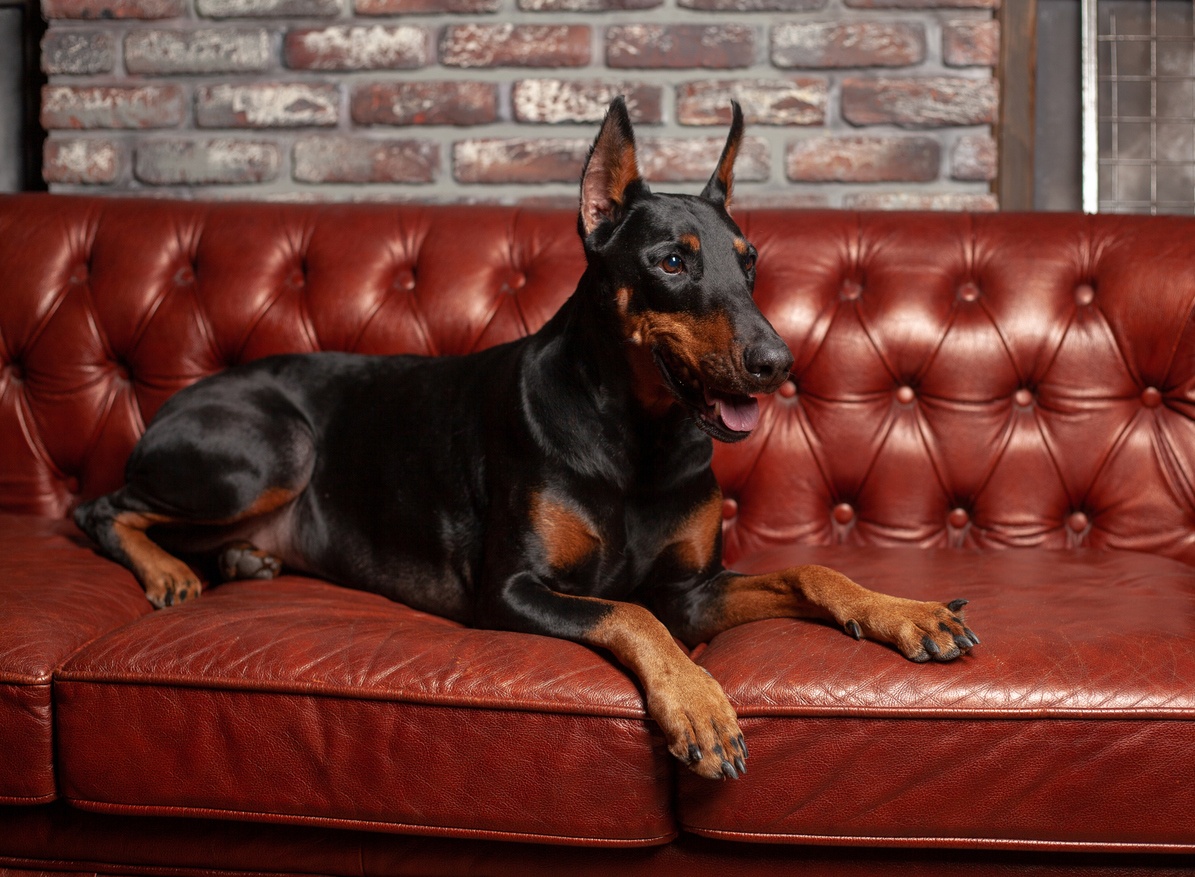 Doberman