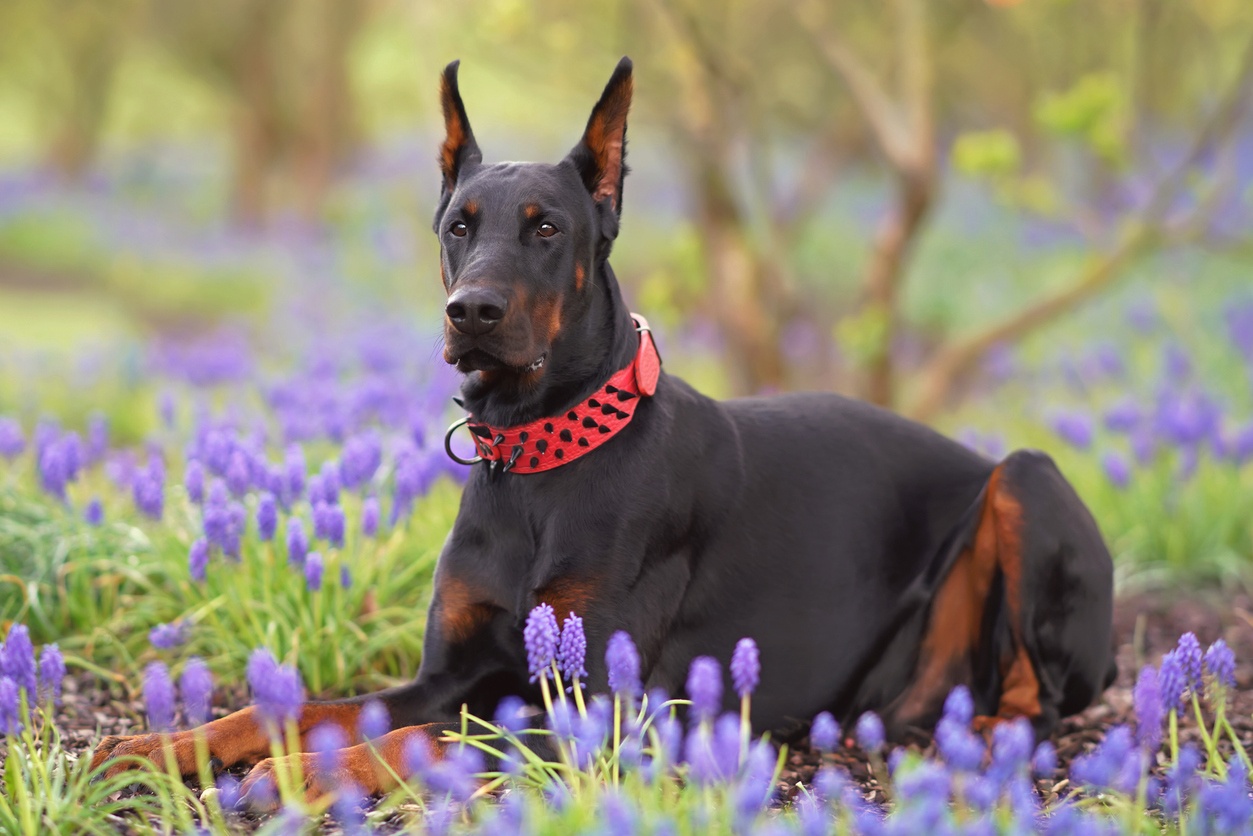 Doberman