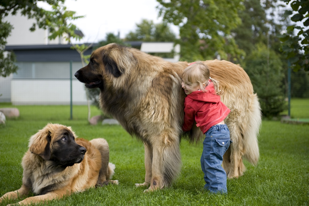 Leonberger