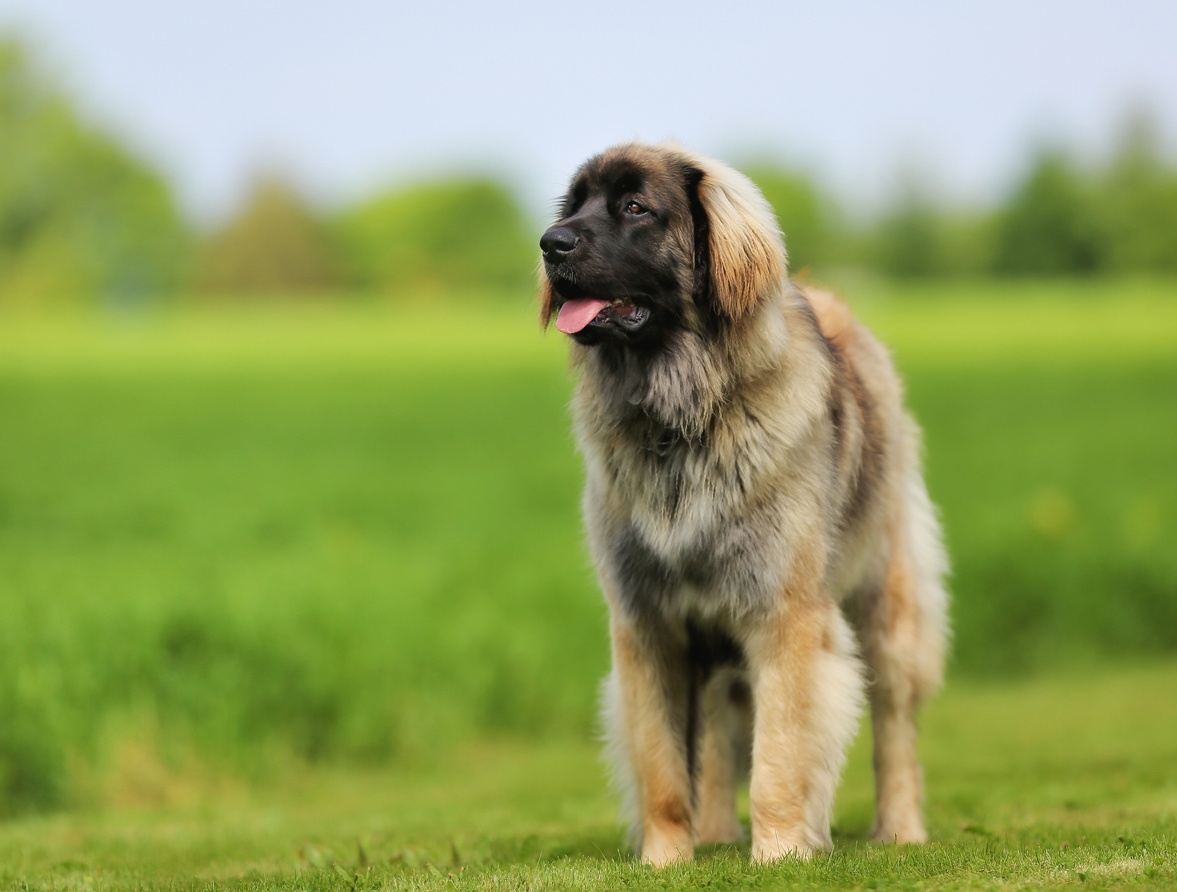 Leonberger