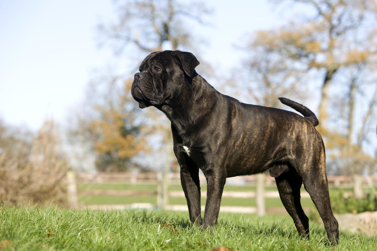 Italian Mastiff