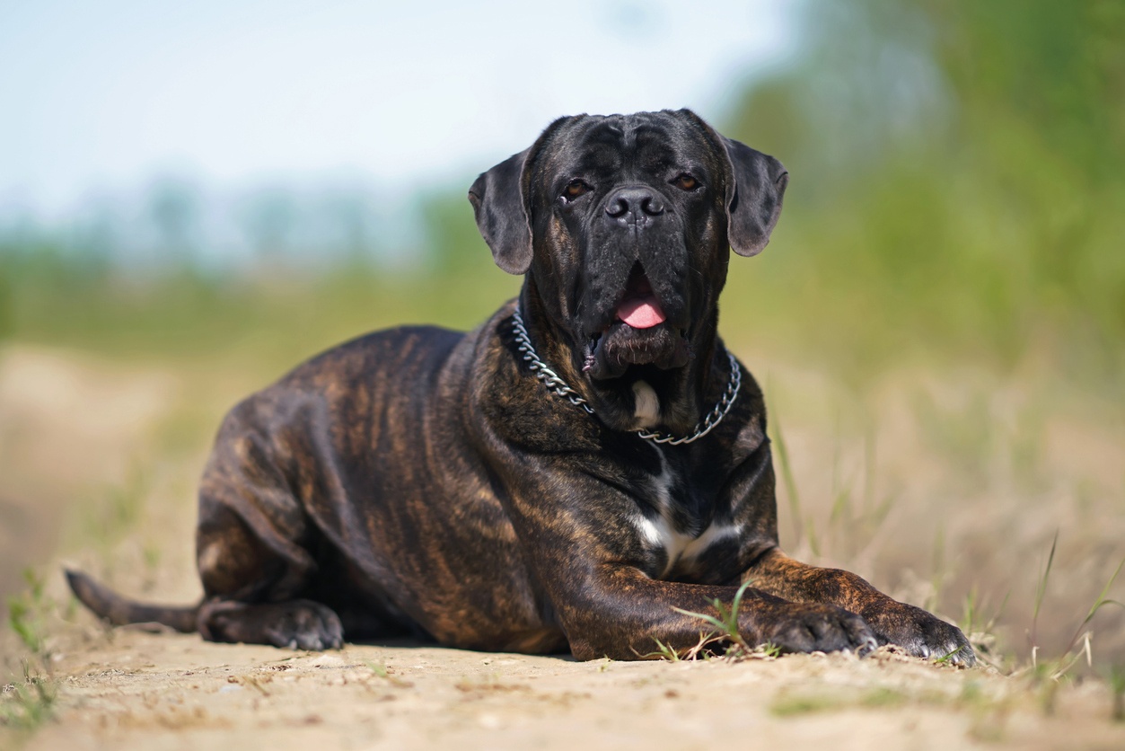 Italian Mastiff