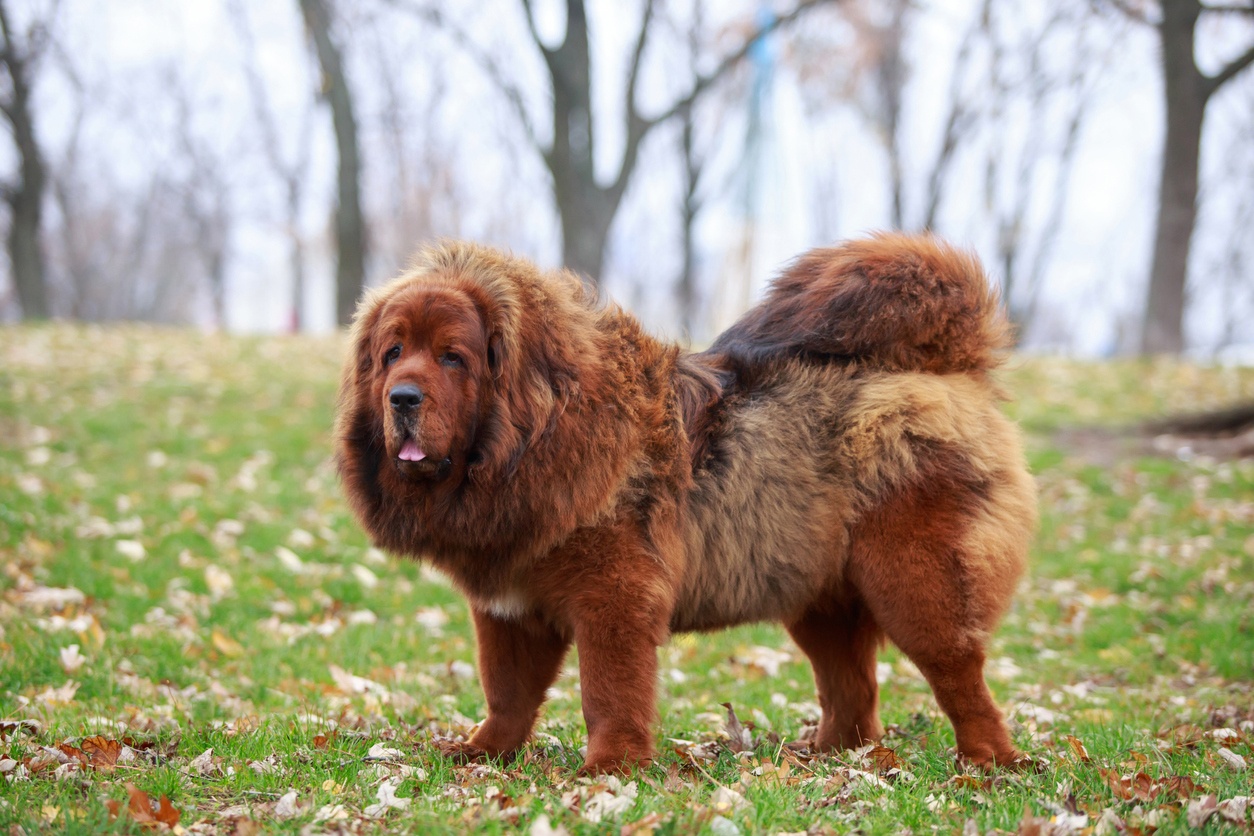 Tibetan Mastiff