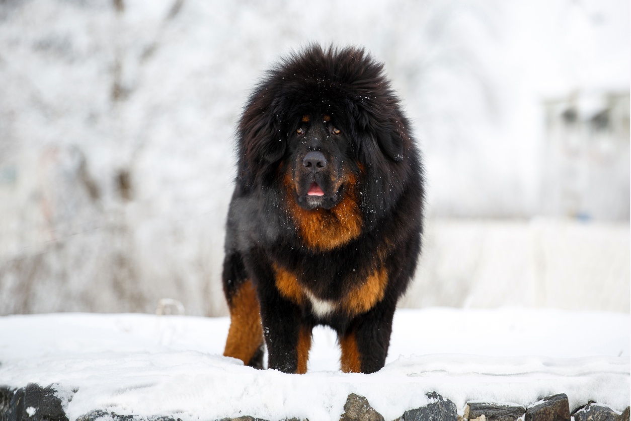 Mastín Tibetano