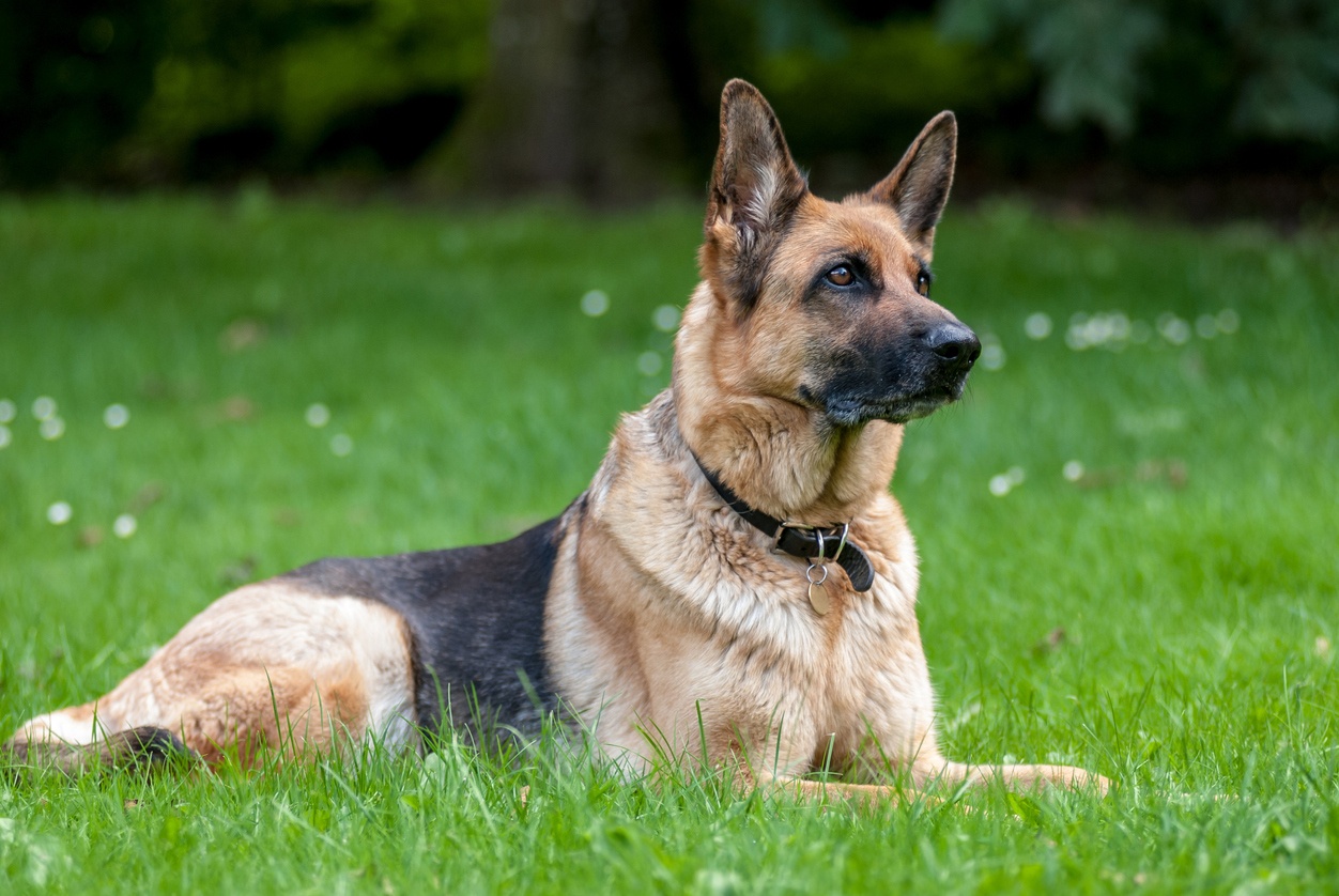 German Shepherd