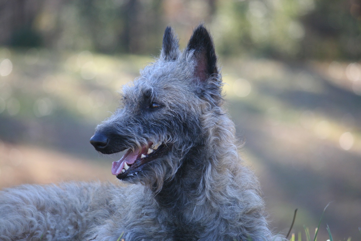 Belgian Shepherd Laekenois