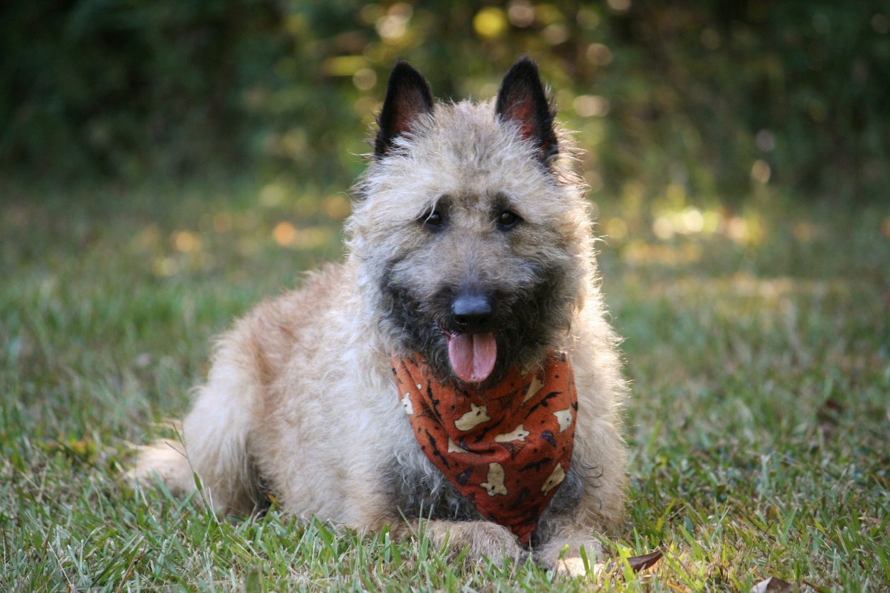 Belgian Shepherd Laekenois