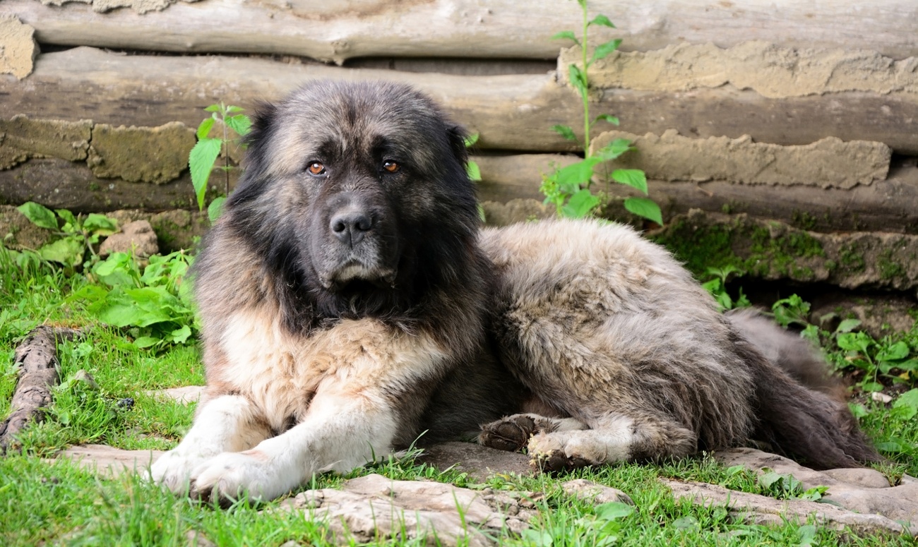 Caucasian Shepherd