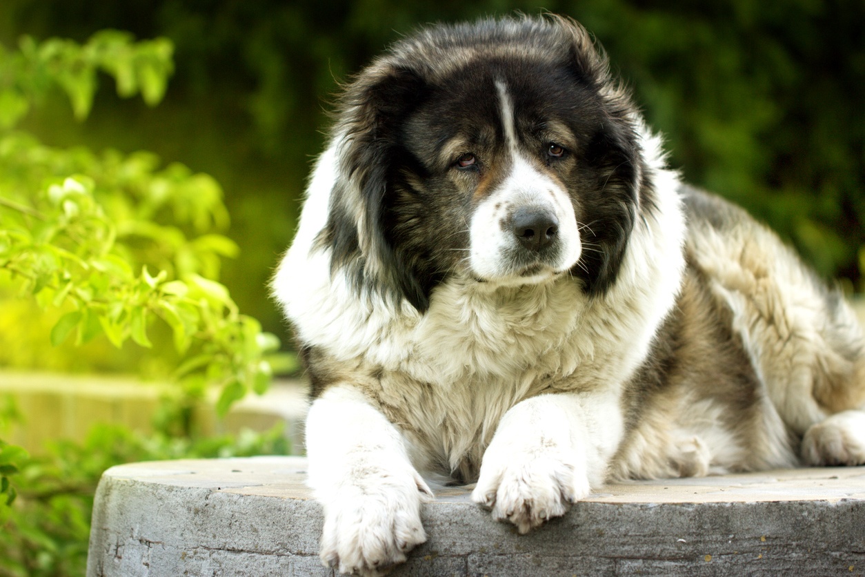 Caucasian Shepherd