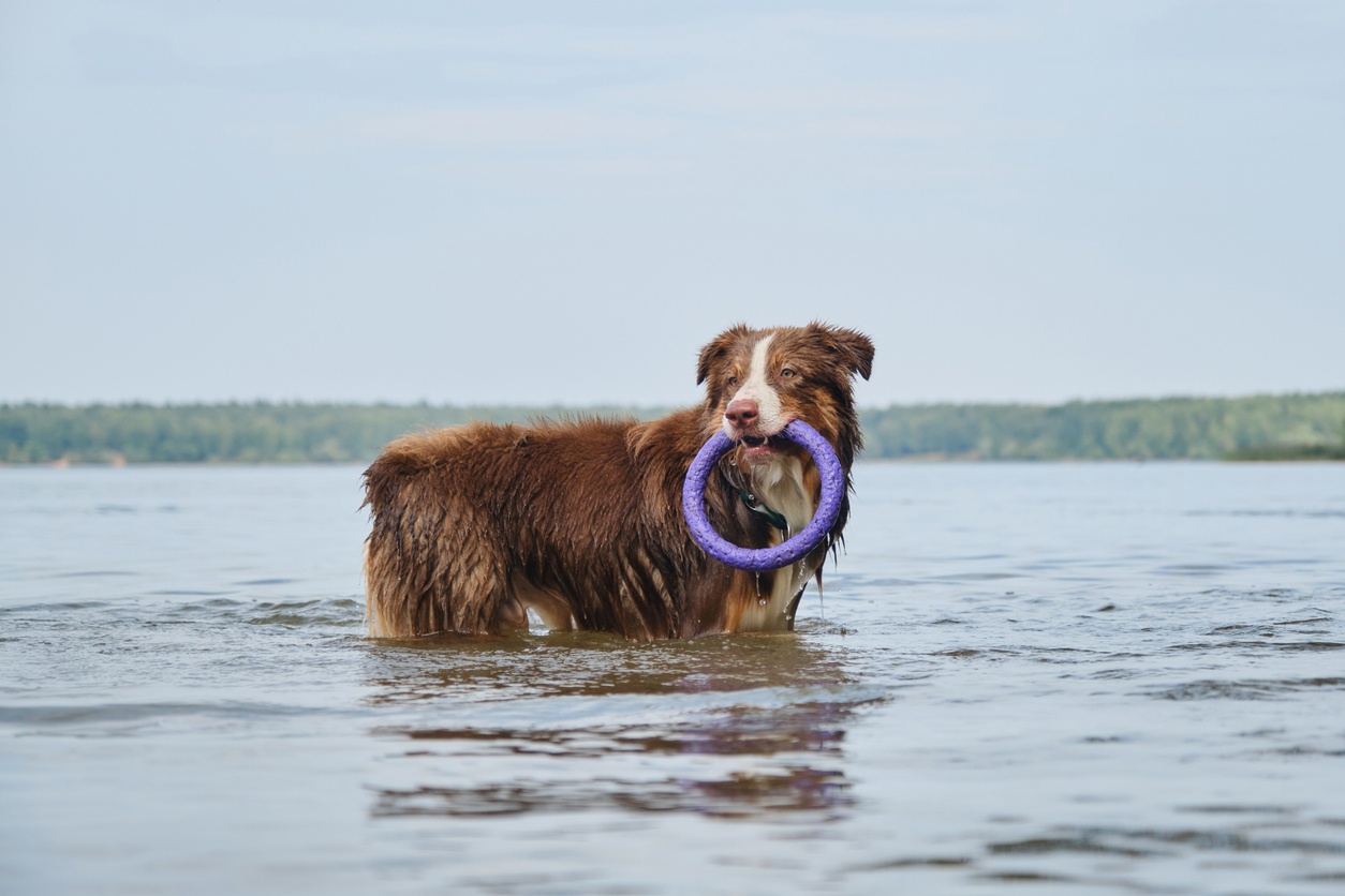 Chien de berger australien