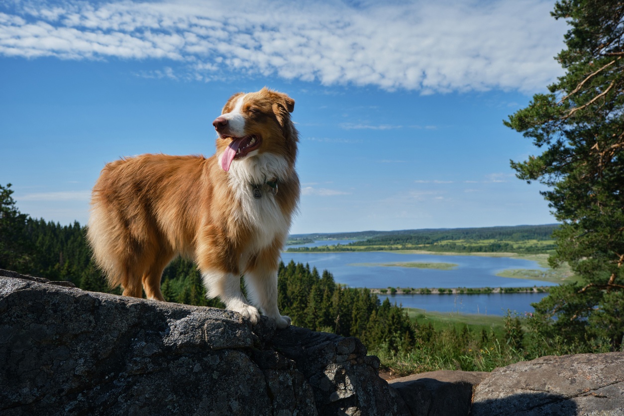 Chien de berger australien