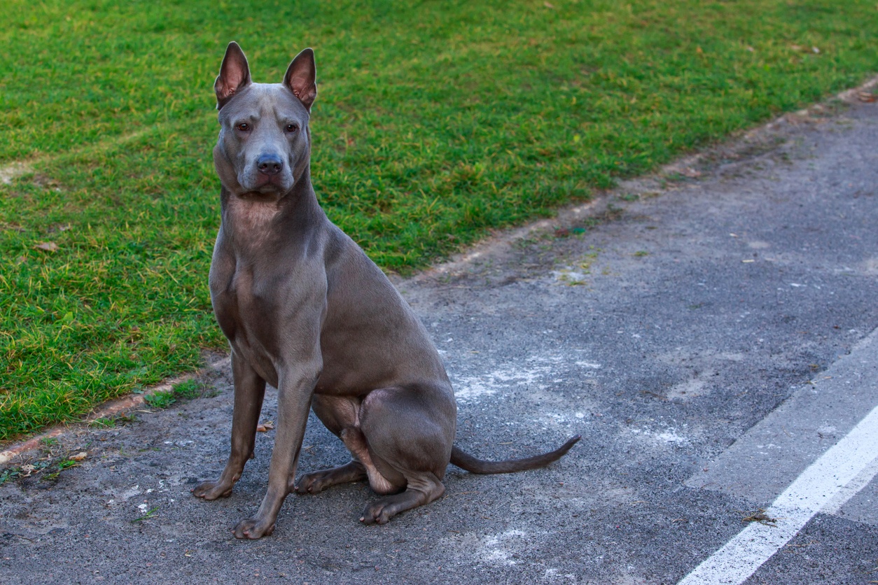 Thai Ridgeback