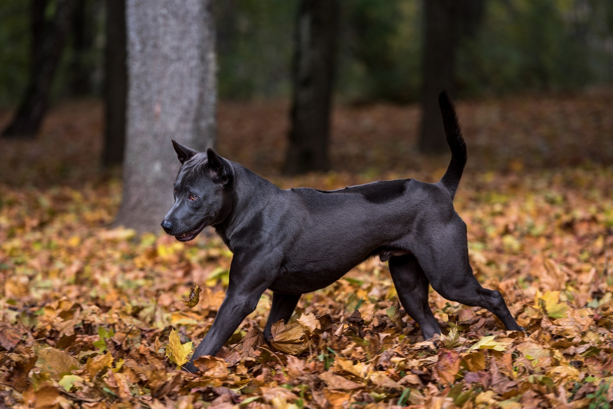 Thai Ridgeback