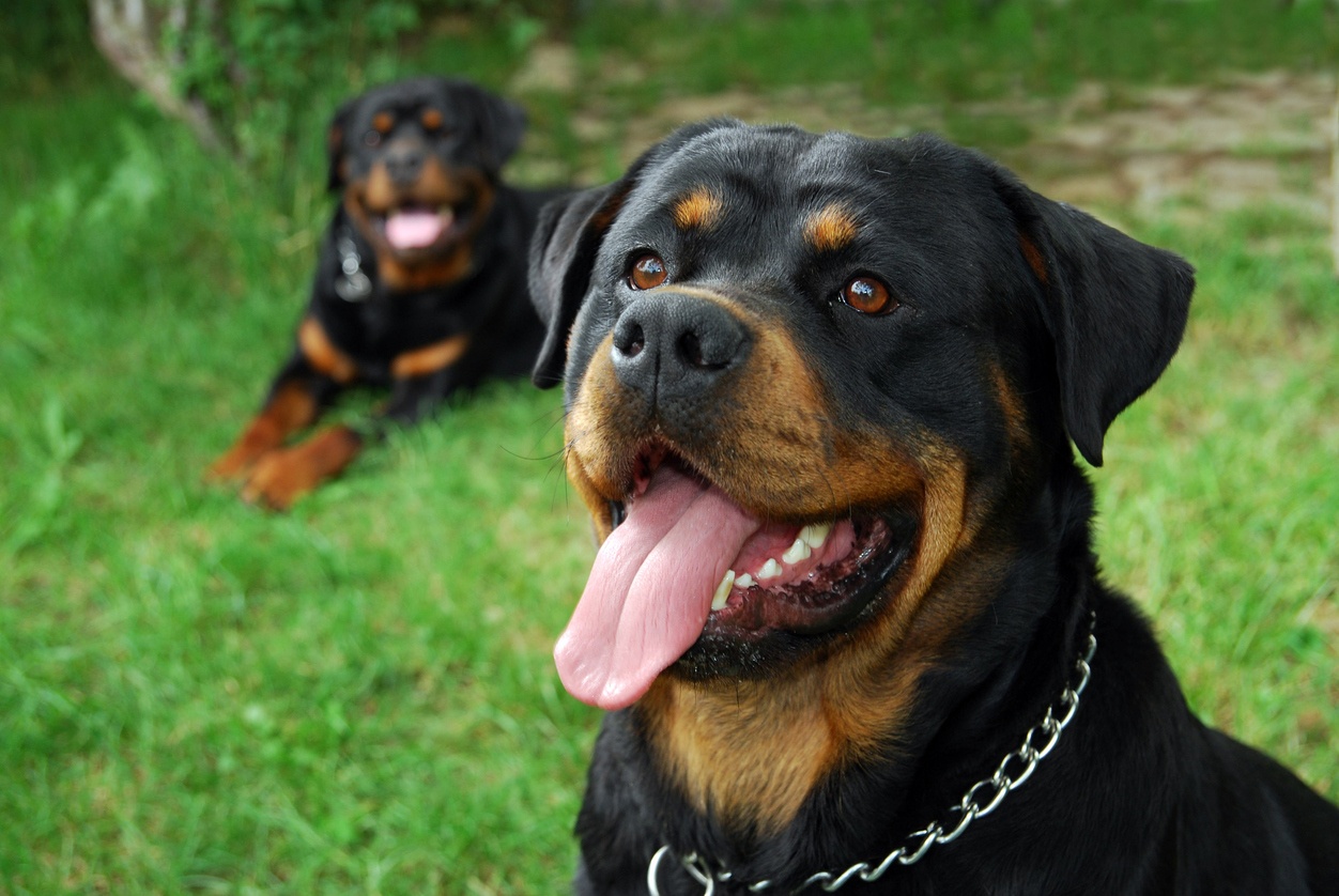 Rottweiler