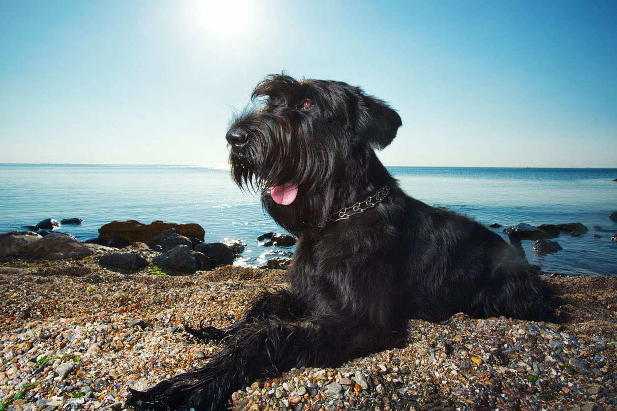 Schnauzer gigante