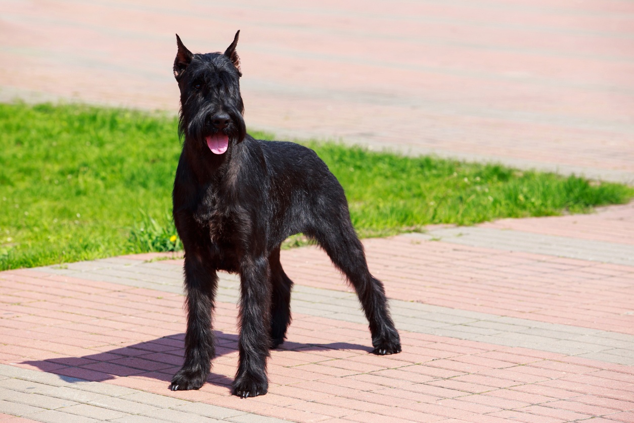 Schnauzer gigante