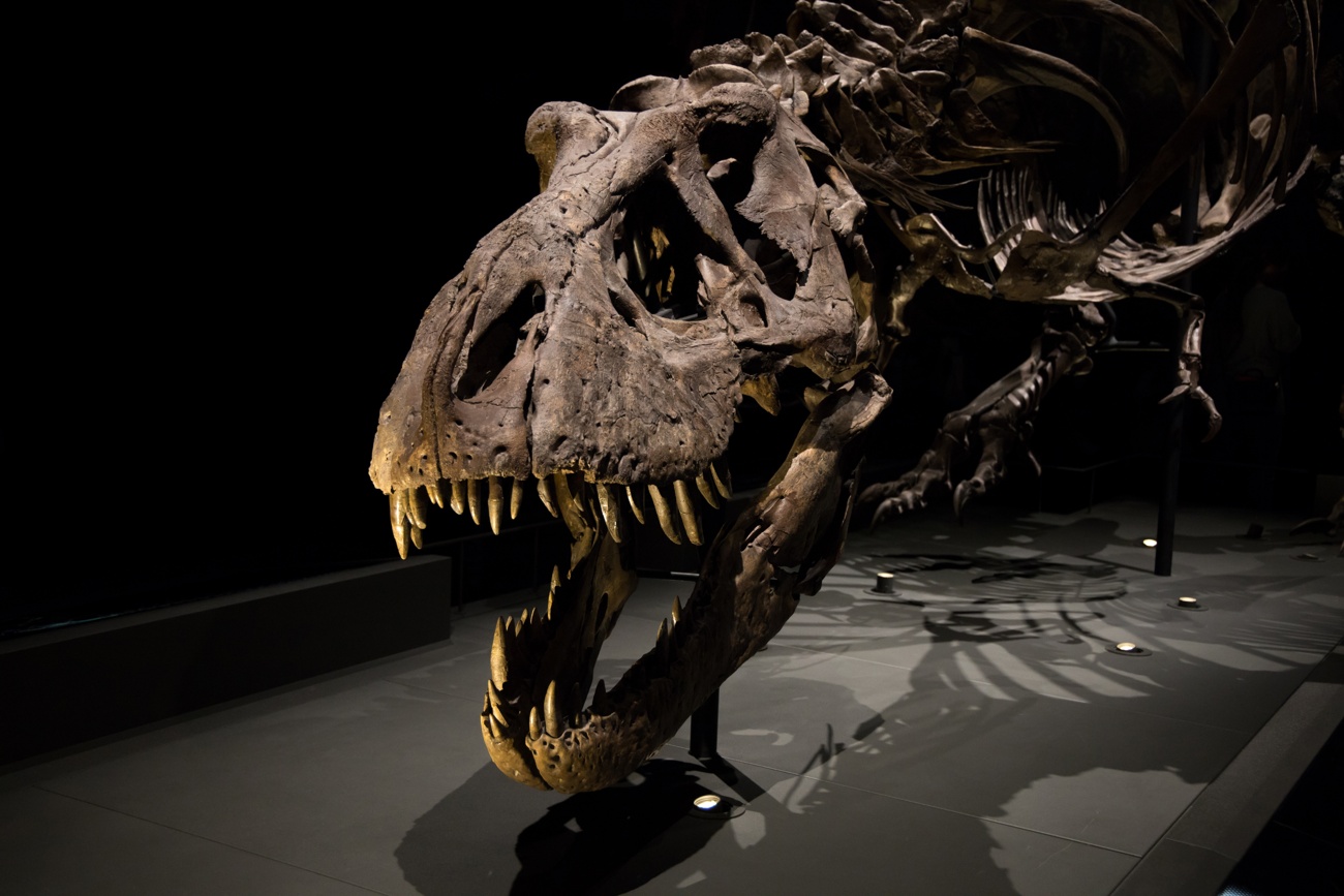 Trinity: o esqueleto completo do Tiranossauro rex foi vendido por 5,5 milhões de euros