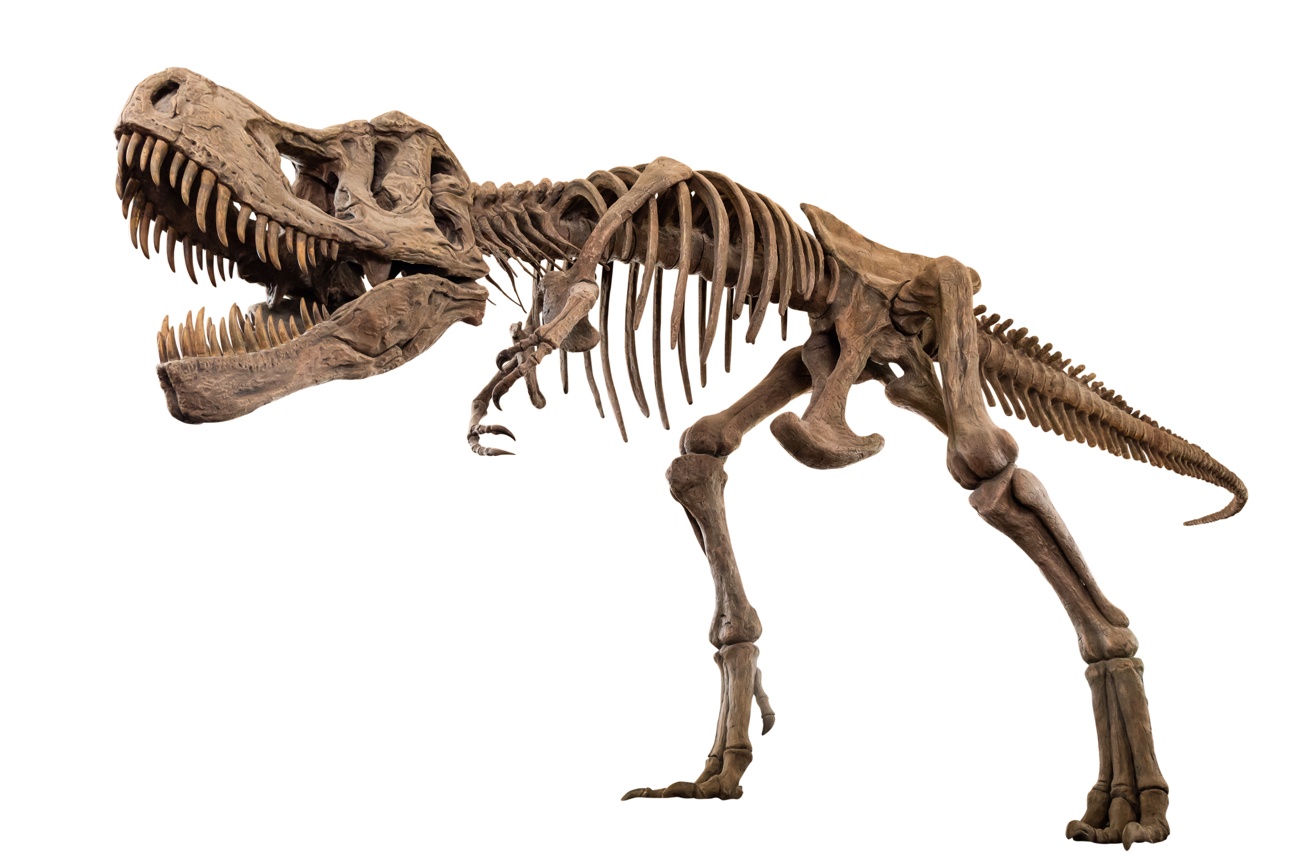 Trinity: Das Tyrannosaurus Rex-Exemplar, das für 5,5 Millionen Euro verkauft wurde