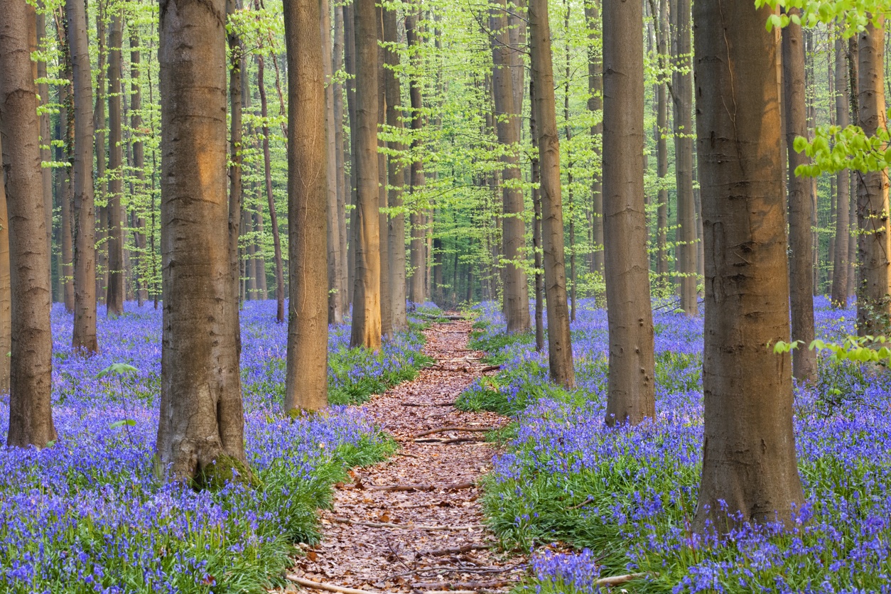 Hallerbos (Belgium)