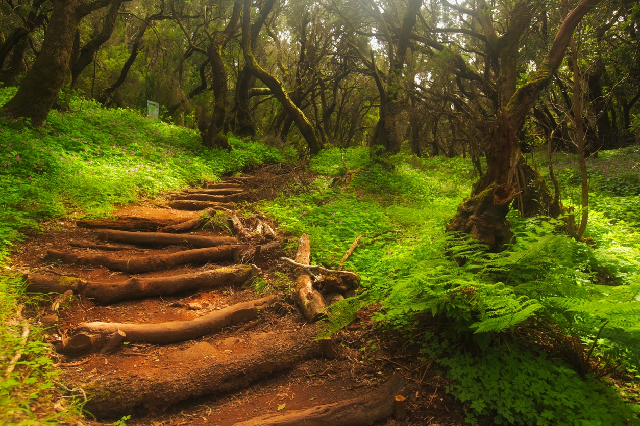 Garajonay National Park (Spain)