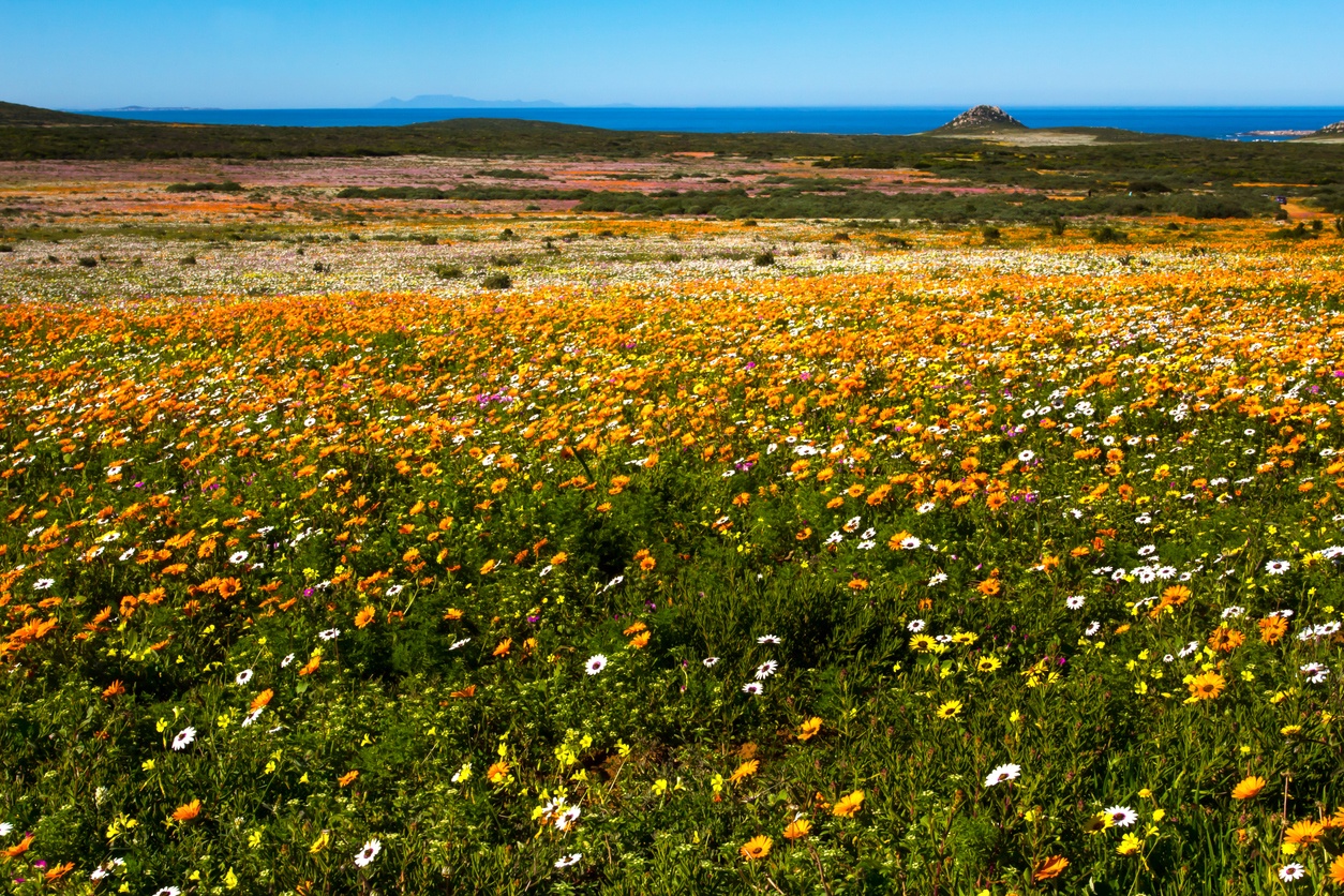 West Coast National Park, Cape Town (South Africa)