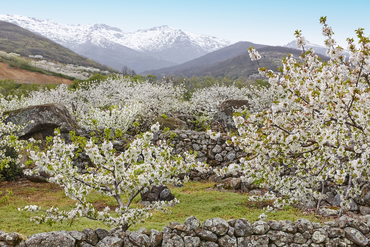 Jerte Valley (Spain)