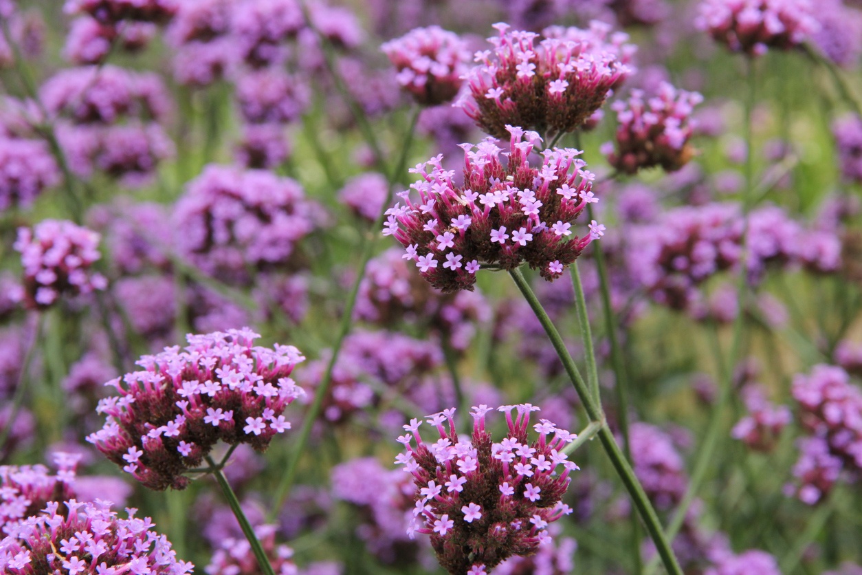 Ten drought-resistant outdoor plants you can plant on your terrace or in your garden