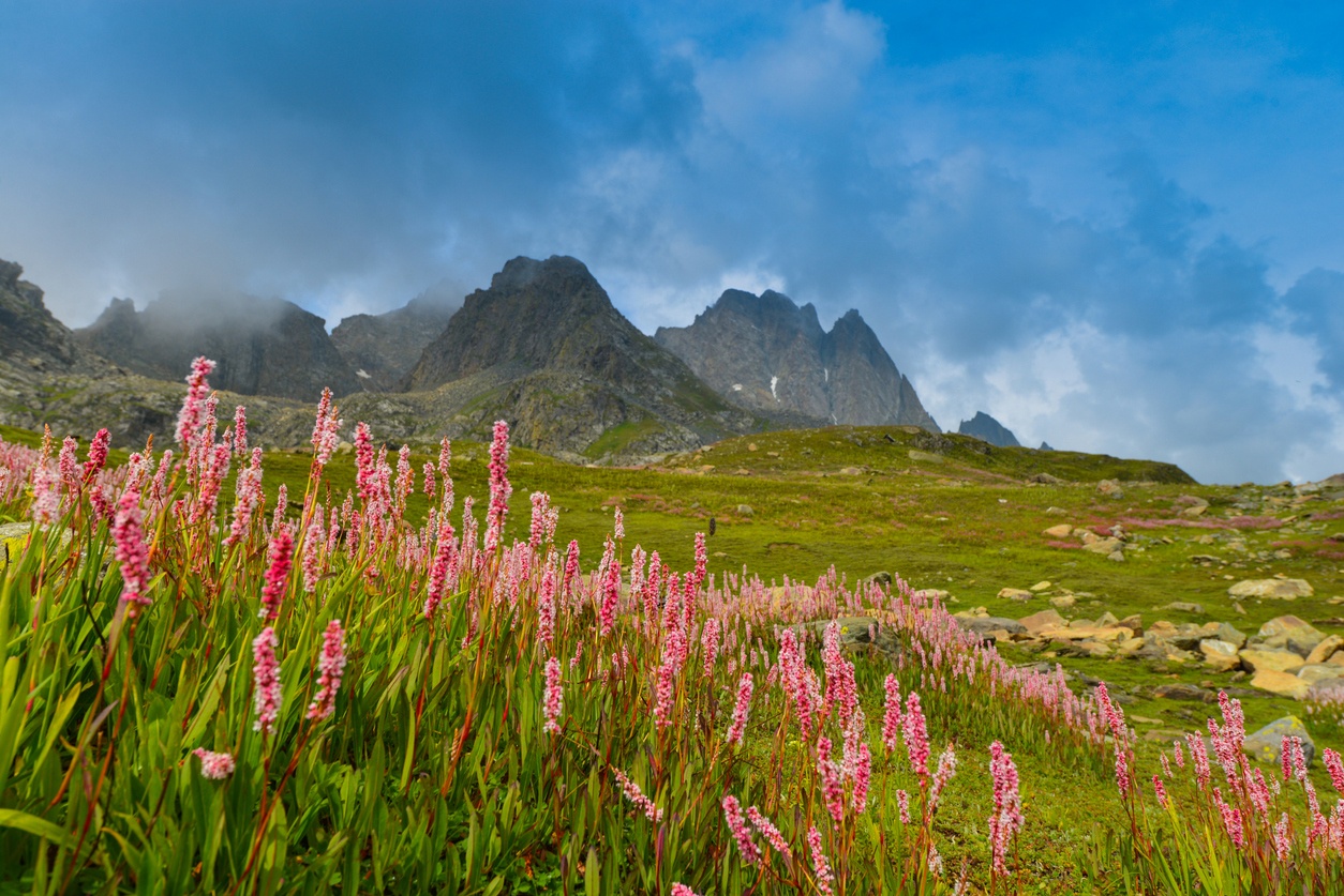 Valley of Flowers (India)