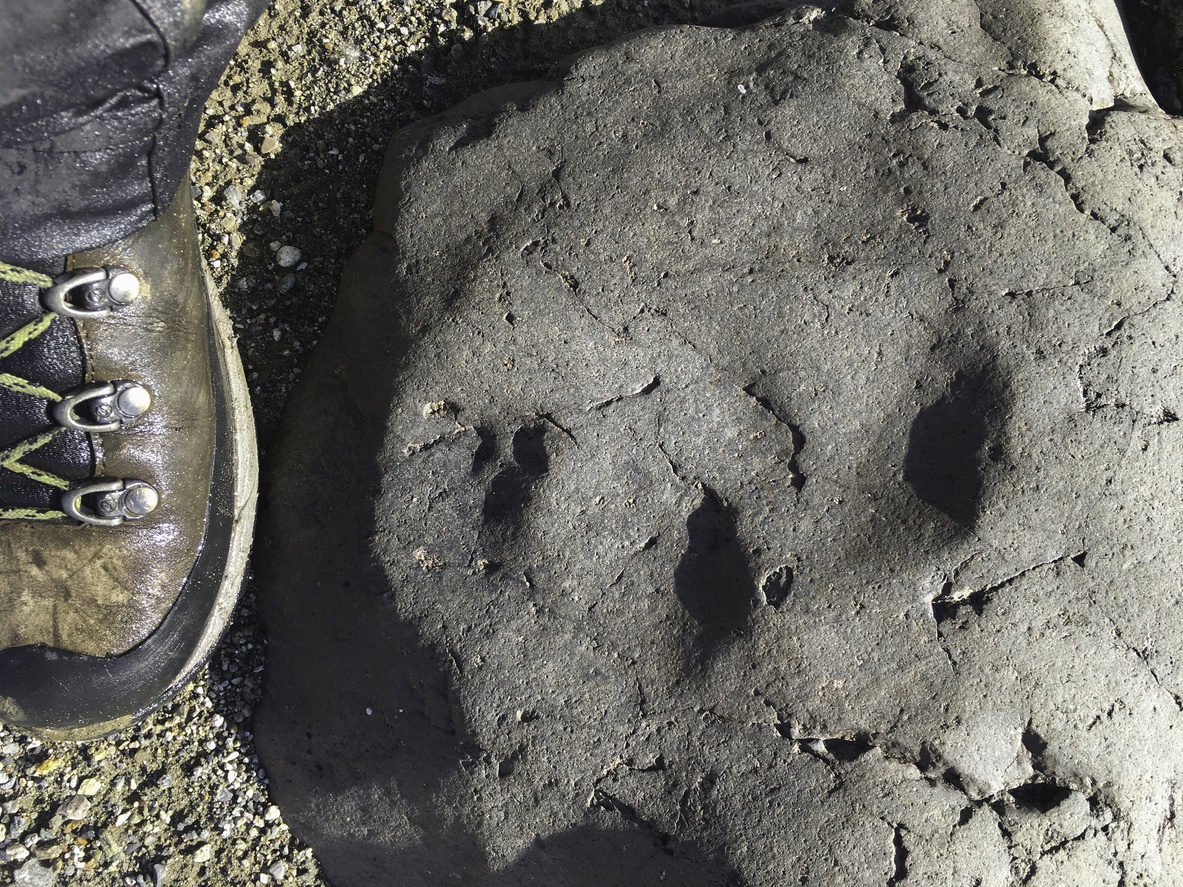 Places in the world where we can see dinosaur footprints