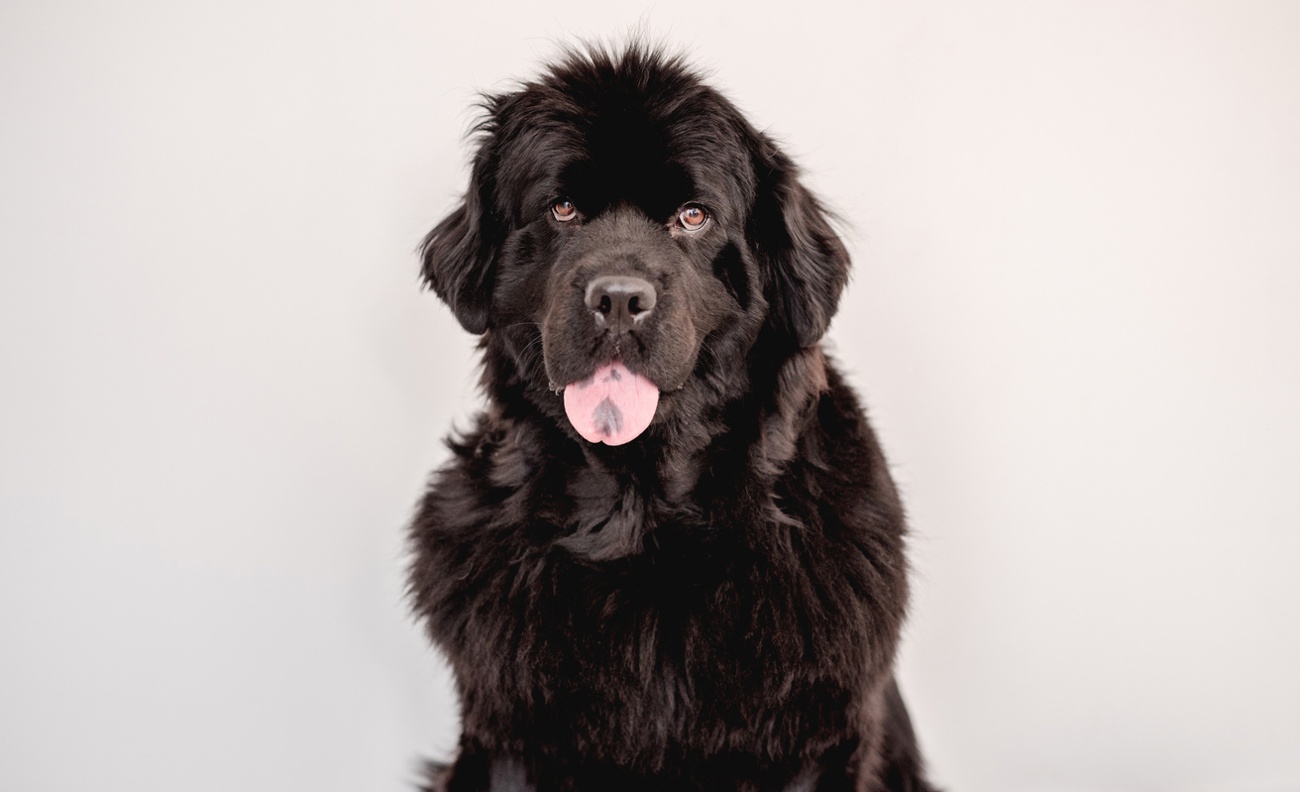 These 15 breeds of dogs have shorter longevity