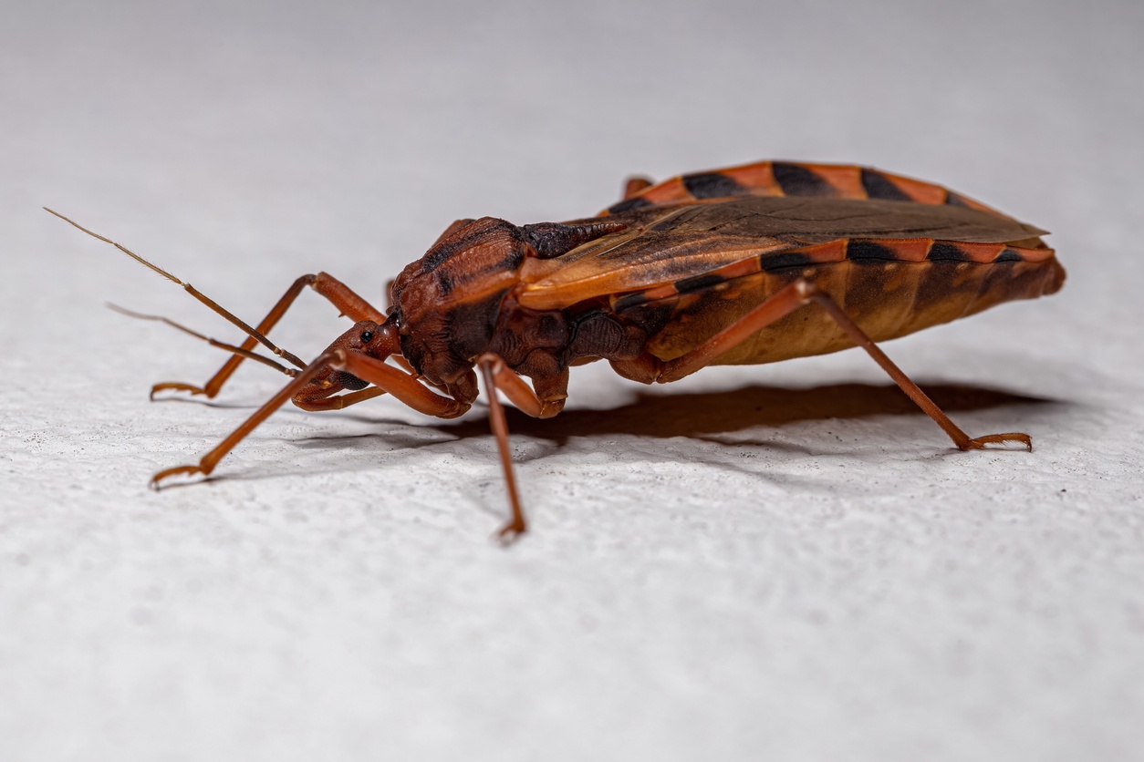 Insectos y arácnidos mortales: Conoce los 10 más peligrosos a nivel mundial