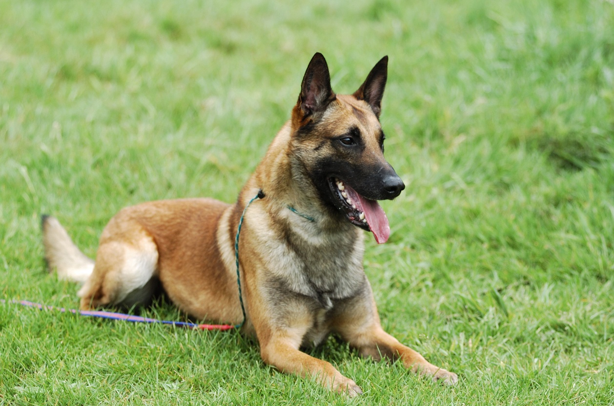 Malinois belga