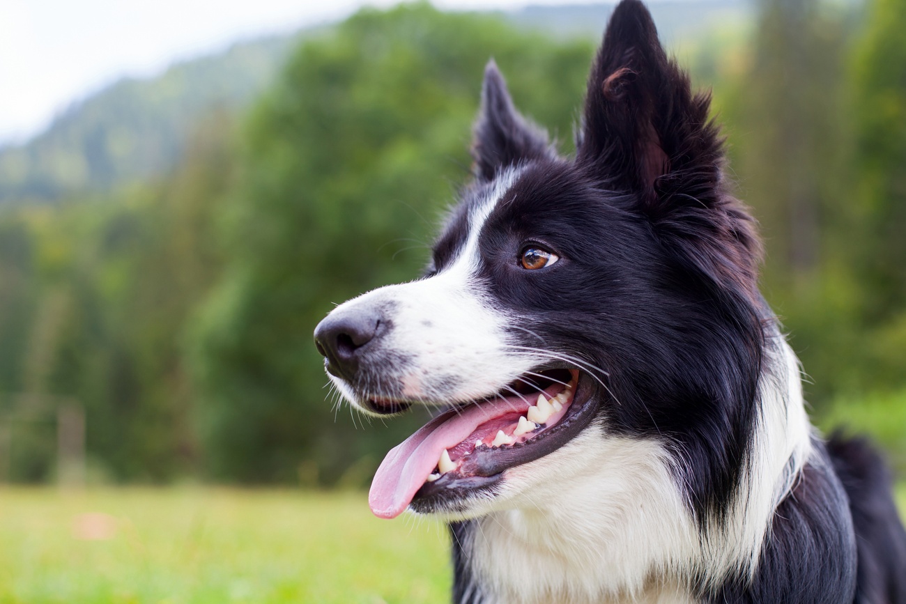 Border collie