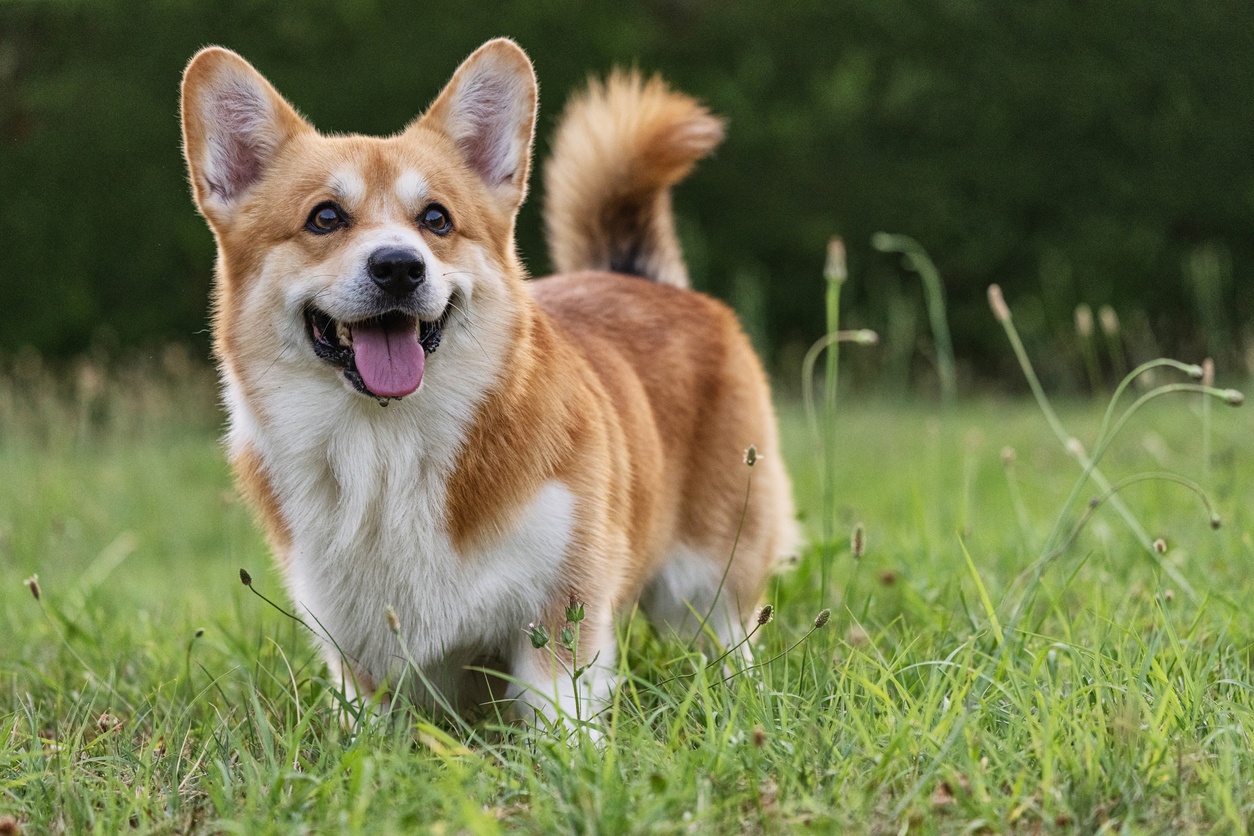 Corgi