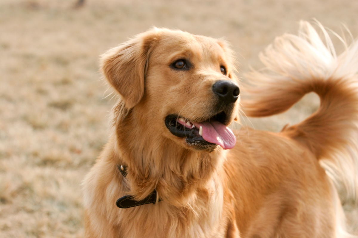 Golden retriever